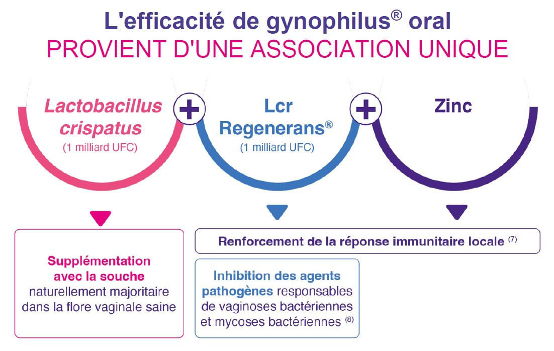 ingrédients gynophilus oral LP vagin mycose lcr35 lcr regenerans lactobacillus crispatus zinc flore